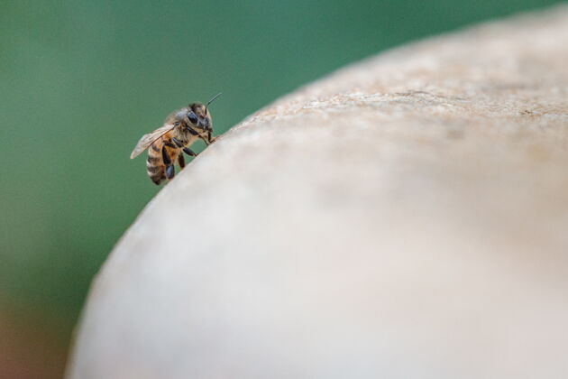 黄蜂黄色和黑色的蜜蜂在棕色的木表面在近距离摄影白天昆虫动物鸟