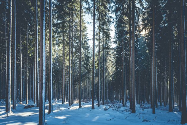 雪雪天里神秘森林的风景照雪树季节