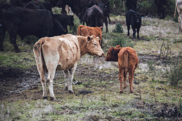 牛白天绿草如茵的草地上有一头棕色的奶牛小牛牛动物