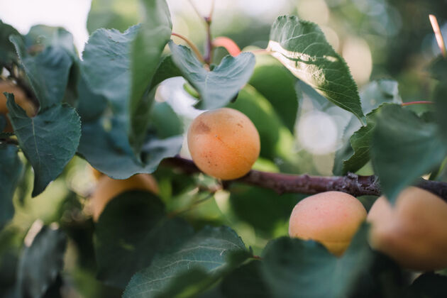 农产品树枝上的杏子食物水果杏子