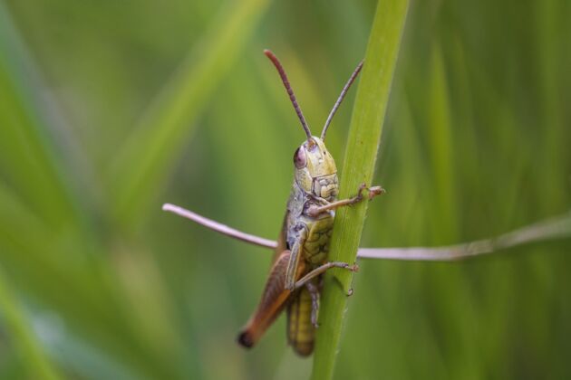 小绿色植物上的蝗虫特写镜头野生封闭动物