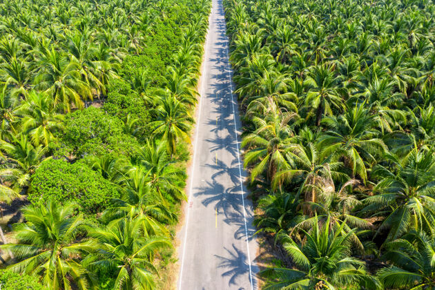 棕榈椰树种植园和道路鸟瞰图热带椰子有机