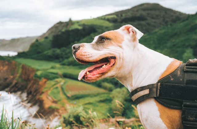 友谊白昼时分 一只美国斗牛犬在美丽的青山前的特写镜头白天狗品种