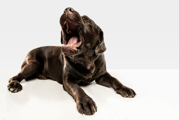 哺乳动物散步后很累巧克力拉布拉多猎犬坐在那里打呵欠舌头自然拉布拉多猎犬