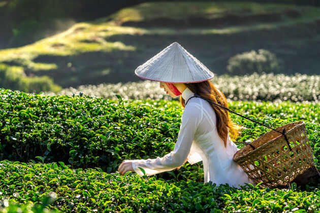 服装穿着越南传统文化的亚洲女人在绿茶地里种植园穿田野
