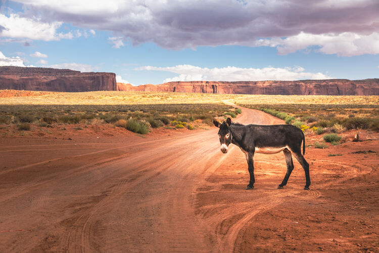沙子野生驴子在一个美丽的电影景观前 亚利桑那州野生西部动物美国