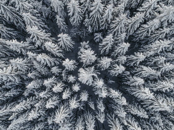 松树鸟瞰美丽的冬季景观与冷杉树覆盖在雪地上雪景雪冰冻