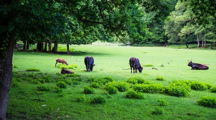 草地一群母牛在可爱的绿草上吃草牛奶动物春天