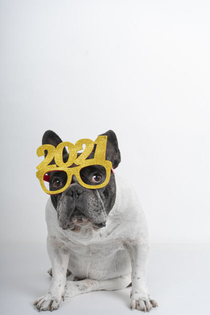 垂直戴着2021眼镜的可爱斗牛犬的垂直镜头国内纯种狗