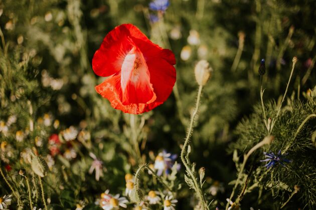 新鲜白天田野里一朵美丽的红色罂粟花的特写镜头罂粟花生机勃勃美丽