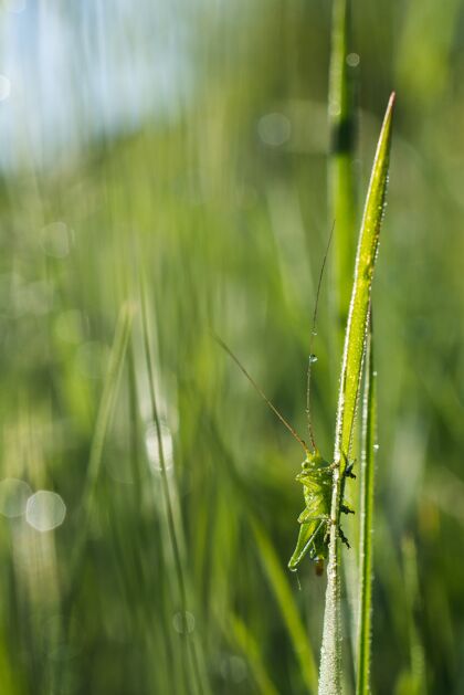 背景垂直浅焦特写镜头绿色蚱蜢在草地上花园园艺草本