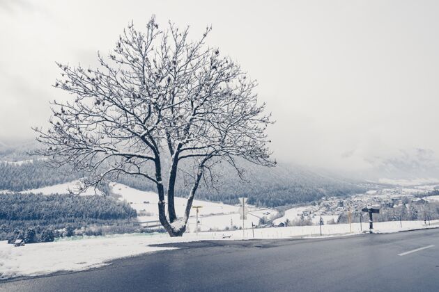光一条空无一人的路 树和山都被雪覆盖 这是一张美丽的照片风景树山