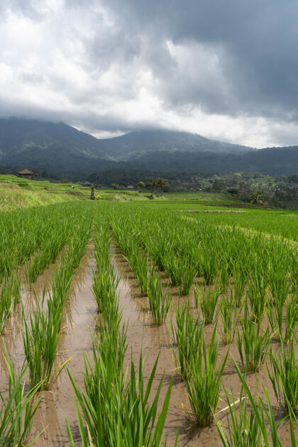 水稻白昼下水田的垂直镜头农作物天空田地