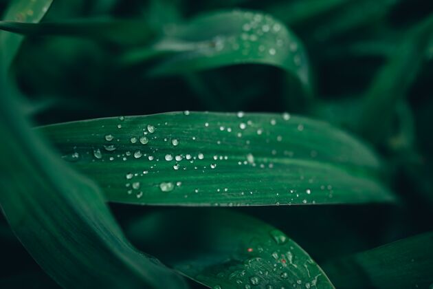 鲜绿叶被露珠覆盖的特写镜头雨水自然