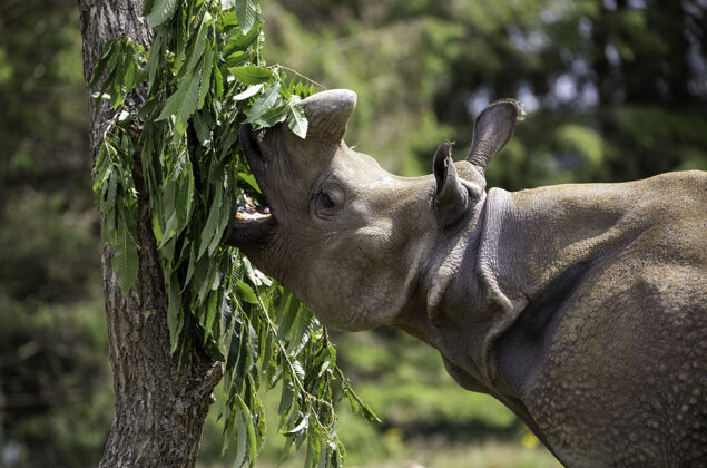 荒野浅焦特写镜头一个灰色犀牛吃绿叶树保护野生犀牛
