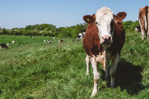 农场一头白色和棕色的奶牛正对着镜头看着牧场上的一群奶牛草地牛天空
