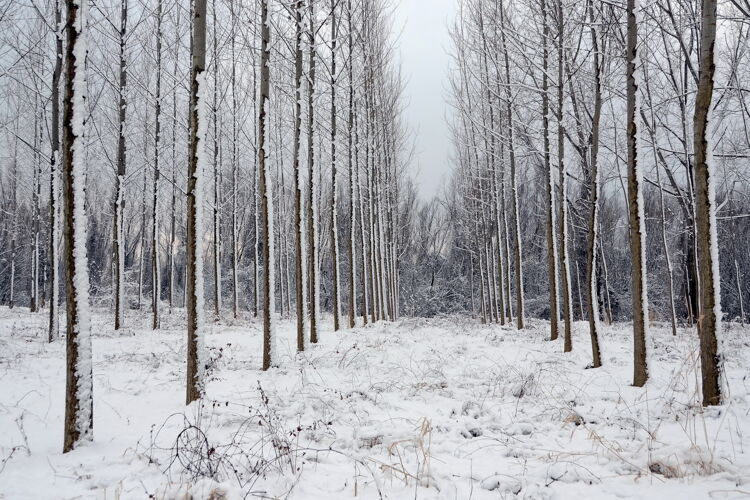 雪冬天的风景 树林里的树木一排被雪覆盖秋天树干道路