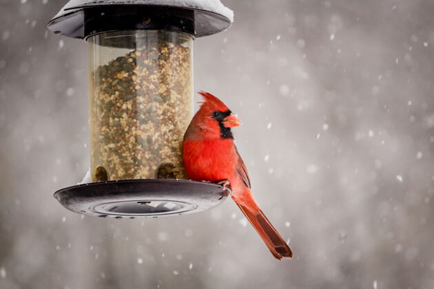 喙一只可爱的北方红雀在冬天的美丽照片翅膀栖息鸟类学
