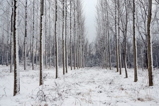 雪冬天的风景 树林里的树木一排被雪覆盖秋天树干道路