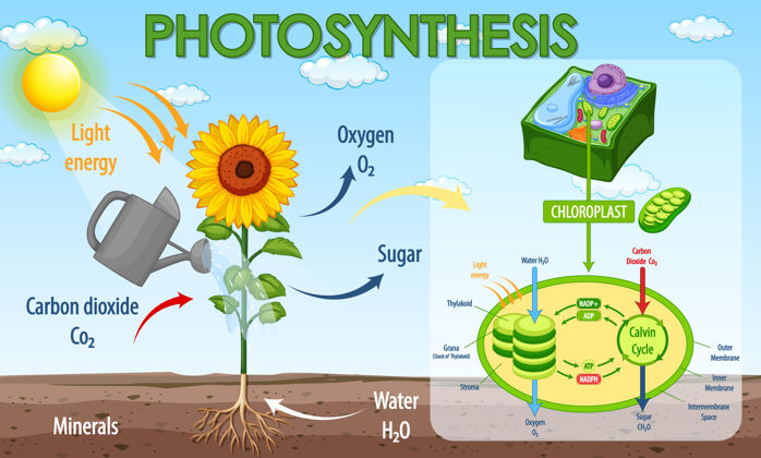 碳植物光合作用过程示意图植物可食用生态