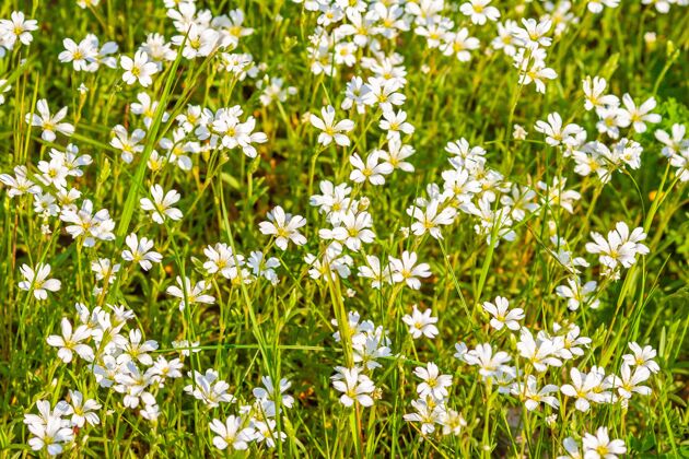 植物学在阳光明媚的日子里 白色的野花盛开开花明亮环境