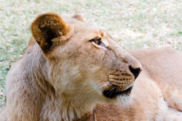 危险母狮肖像狮子捕食者野生动物