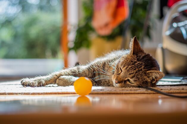 条纹可爱的猫躺在家里的地板上可爱年轻宠物