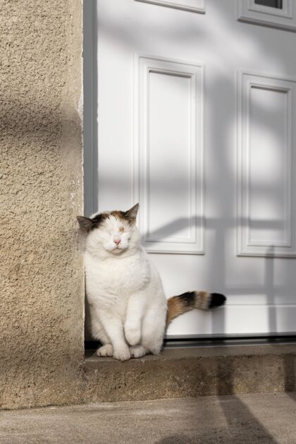 肖像可爱的猫坐在门边家庭猫动物