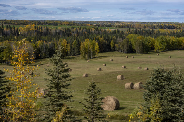 自然高角度拍摄干草卷在一个领域附近的树木在清水 加拿大农田白天乡村