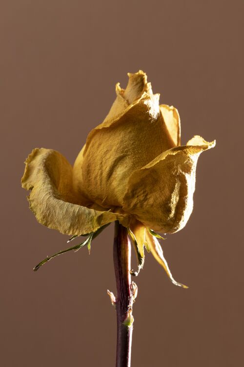 玫瑰美丽的黄玫瑰特写镜头宏观花卉生态