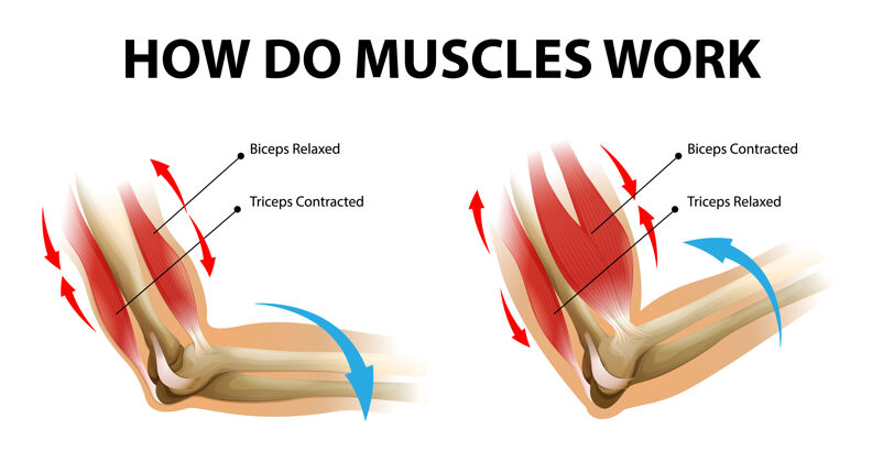 学习手臂肌肉的运动过程肱二头肌和三头肌病理学微生物学图表