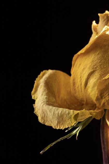 植物学美丽的黄玫瑰特写镜头蔬菜开花花卉