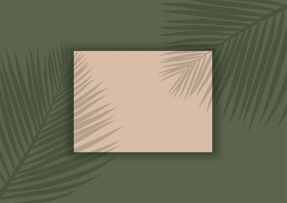 叶子显示棕榈树叶阴影覆盖的背景背景相框模糊