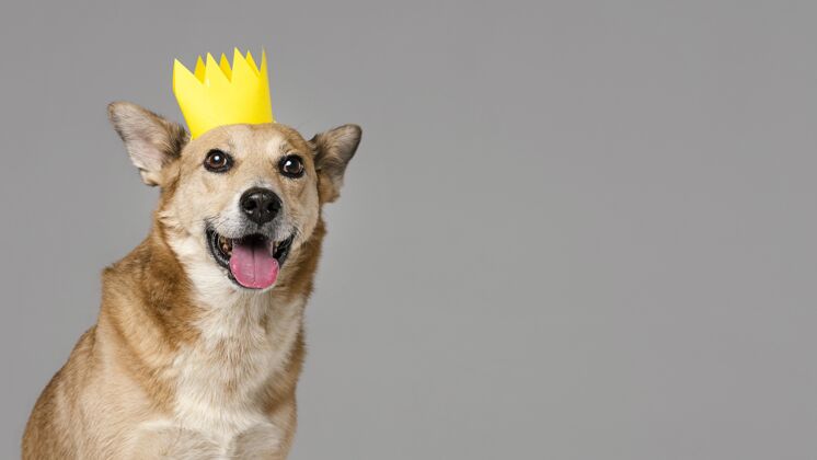 可爱可爱的狗与皇冠和复制空间姿势狗同伴