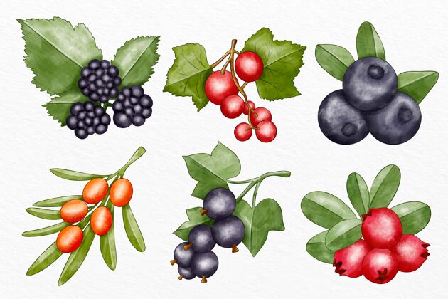 食品收集不同的水果插图美味营养套餐