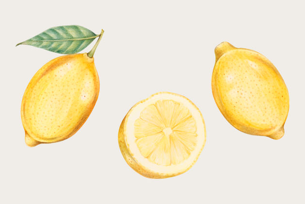 新鲜手绘风格的新鲜柠檬柠檬明亮自然