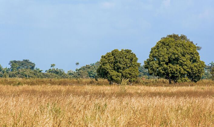 大自然母亲非洲自然景观与树木的正面视图远景复制空间场景
