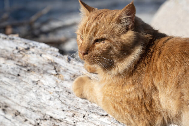 海岸希腊爱琴海海岸附近的岩石上躺着一只姜猫沙滩海洋海滩