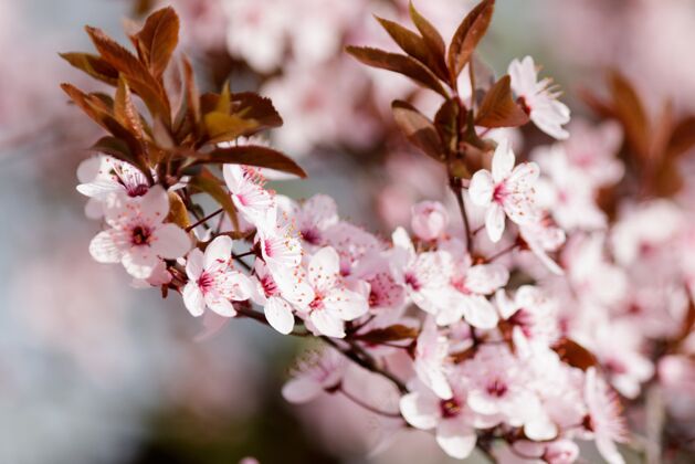 粉红色粉红色的樱花在树上盛开生长樱花花瓣