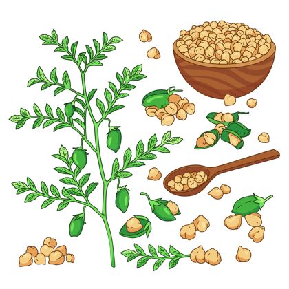 食物手绘鹰嘴豆和植物插图蔬菜豆类鹰嘴豆