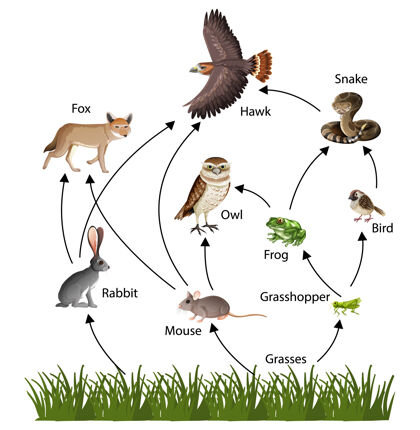 动物食物链概念图智者猫头鹰自然