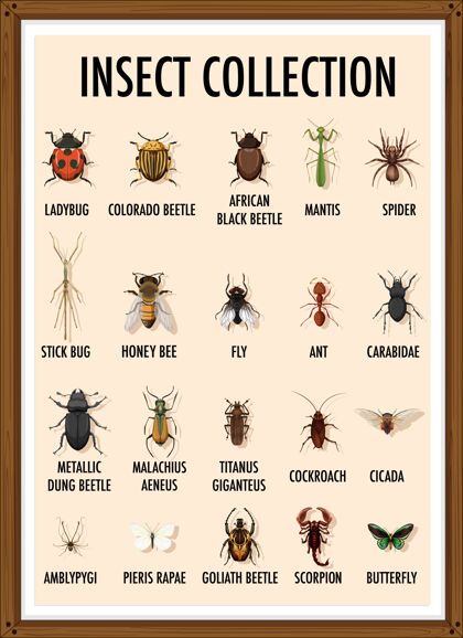 空木架昆虫收藏套装蚂蚁虫子自然