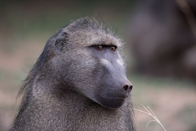 侧视图背景模糊的狒狒猴特写镜头动物灰色灵长类动物