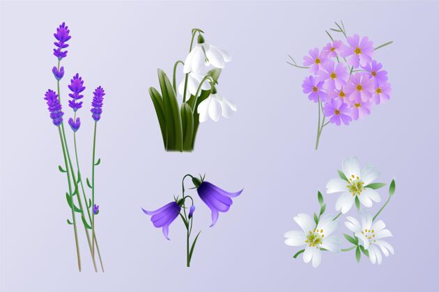 植物写实春花系列春天花卉开花