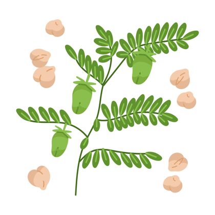 鹰嘴豆手绘鹰嘴豆和植物插图叶子健康蔬菜