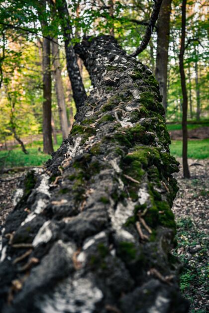 自然垂直特写镜头的苔藓树干倒下的树垂直叶子花园