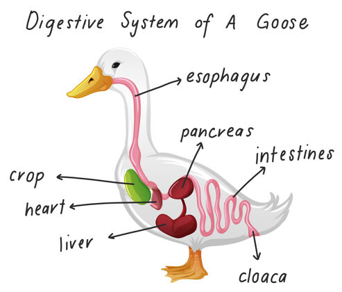 生物鹅的消化系统身体动物学生理学