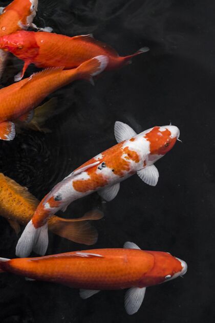 海洋鱼顶视图彩色锦鲤鱼海洋五颜六色海洋生物