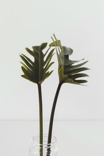 自然抽象植物特写室内工作室装饰