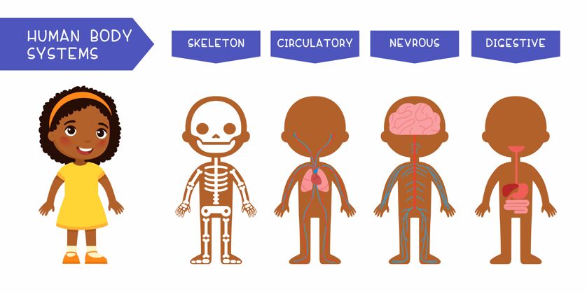 消化人体系统教育儿童插画幼儿系统插图